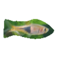 魚 生物 魚類写真 熱帯魚
