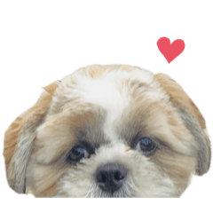 シーズーのたぬきち