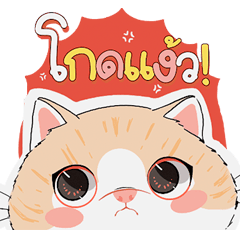 Meow Cute little cat