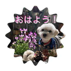 犬　　レイチ