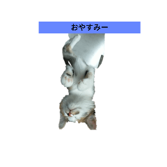 ぼくの猫のいちにち