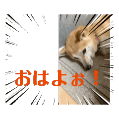 柴犬dog）る