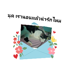 duangandcat_20250723151155