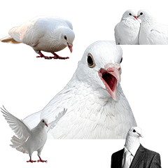 白い鳩　実写