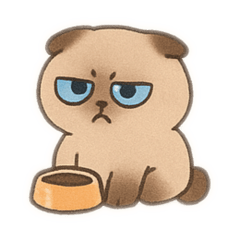 Scottish Fold cat V3 Seal Point blue eye