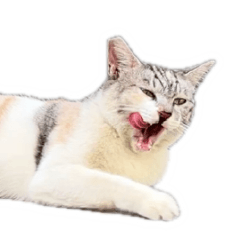 Meow-Meow earning her own treats