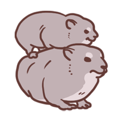 Cape Hyrax