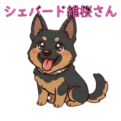 ジャーマンシェパード維桜さん