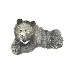 Plantpractice Q animals and plants