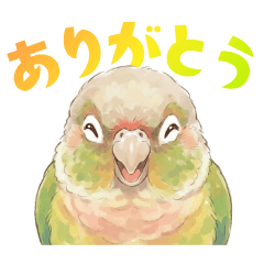 ウロコインコの麦ちゃん（２）