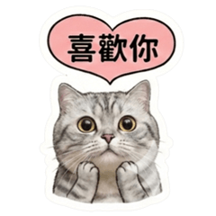 Bossy British Shorthair