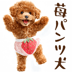いちごパンツのトイプードル