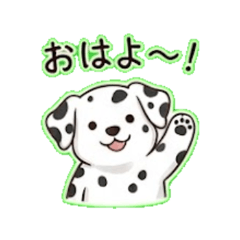 【今日のうちの子】ダルメシアン