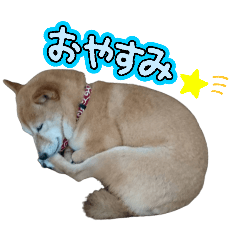 豆柴の日常あいさつ