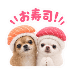 うちのチワワ(ホワイト＆ブラウン)