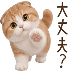 気遣い♪ スコティッシュフォールド