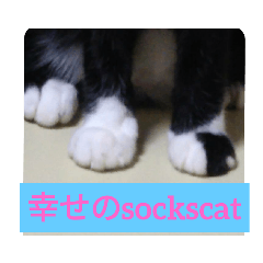 幸せのsockscat日常会話version