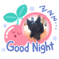doggang1211