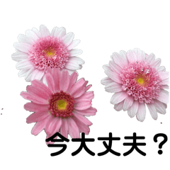 Flower stamps 友人家族フランク編