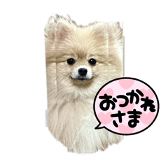 ポメちゃんスタンプ2025