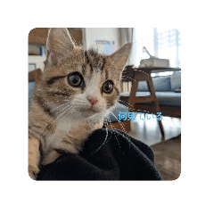 德田 むさし 猫