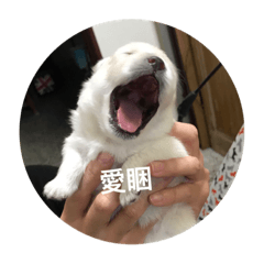 Pomeranian family and their best friends