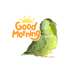 マメルリハインコのグリちゃん