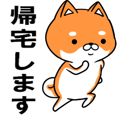 超‼動く★柴犬のシバッキーのスタンプ3