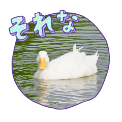 野鳥さんスタンプ③