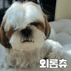 Chic Shihtzu