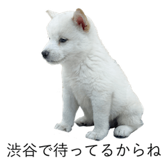 妄想上の私のかわいい子犬ちゃん「ゴン」