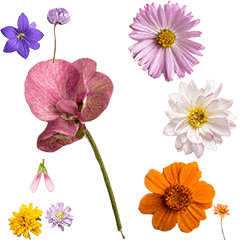 色んな花　実写