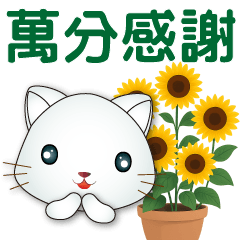 Cute White Cat *Useful Daily Greetings