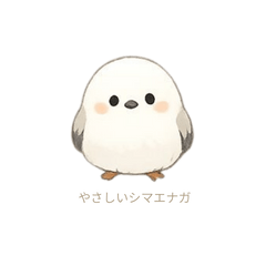 Gentle Shimaenaga Words