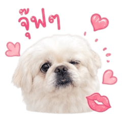 Chon-A Pekingese