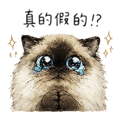Doodle Ragdoll cat2