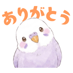 セキセイインコ【ライラック】