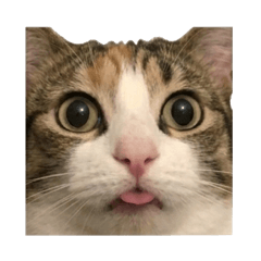 おもしろ猫ミーム：シュールな可愛い猫