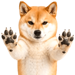 飛び出す★リアル柴犬ゴンタ