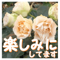薔薇の花♡Antique Lace_挨拶メッセージ