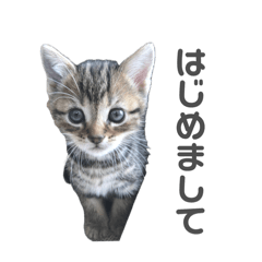 ねこ様スタンプ【子ねこver.】