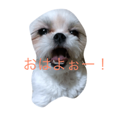 北海道の犬