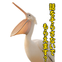 なかよしどうぶつ図鑑(毒吐くペリカンさん)