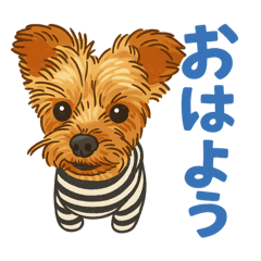 ヨーキーのron chan