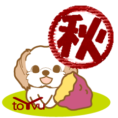 わんこびより(シーズー)②