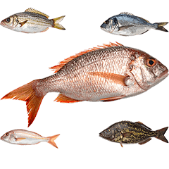 色んな魚　実写