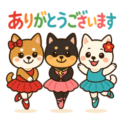 柴犬3姉妹バレリーナになる