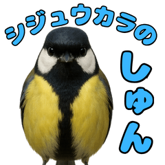 リアルなシジュウカラのしゅんです。
