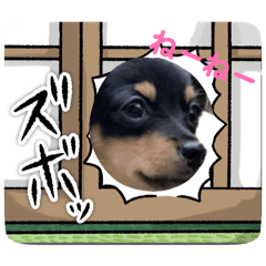 チワックスの"のん"2