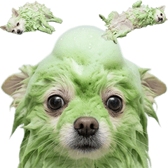 シャンプー中のポメラニアン